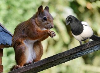 Czy Osełka to masło?