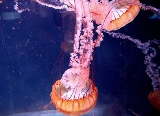 W jakich krajach Paralizator jest nielegalny?