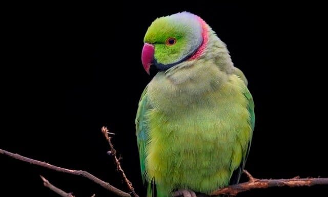 Jakiej firmy obroże?