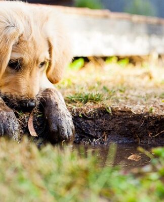Co jest potrzebne dla szczeniaka?